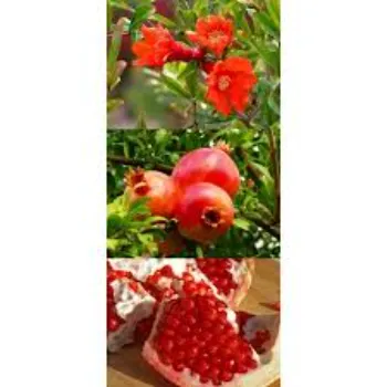 Garden Pomegranate Plant